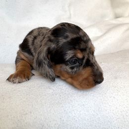 Dachshund Puppies from Weenie Bros