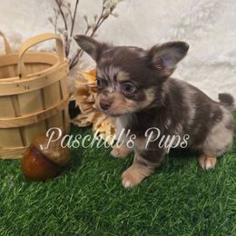Macadamia - Merle male Chihuahua puppy in Bowdon, Georgia from Paschal's Pups