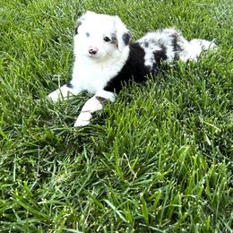 Miniature Australian Shepherd and Toy Australian Shepherd Puppies from Circle T Mini Aussies