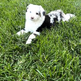 Miniature Australian Shepherd and Toy Australian Shepherd Puppies from Circle T Mini Aussies