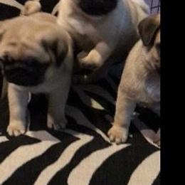 Pug Puppies from Pickwick Pugs