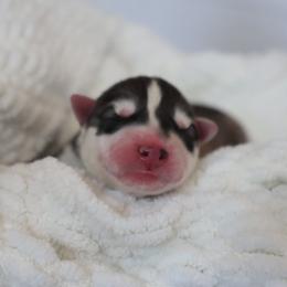 Coon - Black and white male Siberian Husky puppy in Bly, Oregon from Hill Top Huskies