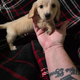 Fonzy - Cream male Dachshund puppy in Adolphus, Kentucky from Walker's Dachshunds