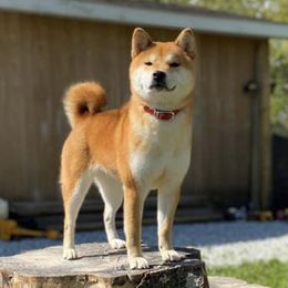 Shiba Inu from Honovi Shiba