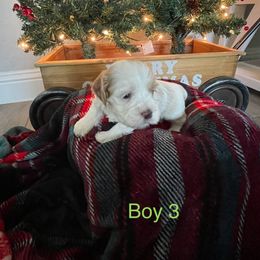 Cockapoo Puppies from 4W’s F2 Cockapoos