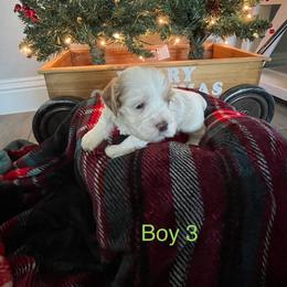 Cockapoo Puppies from 4W’s F2 Cockapoos