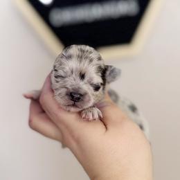 Ranger - Merle male Chihuahua puppy in Harrison, Michigan from Cloud9 Chihuahuas
