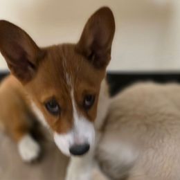 Girl 2 - Red female Pembroke Welsh Corgi puppy in Middleburg, Florida from Mulkeys Little Corgis