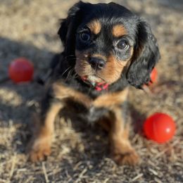 Cavalier King Charles Spaniel Puppies from Colorful Cavaliers