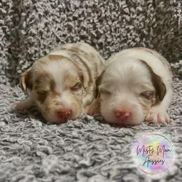 Toy Australian Shepherd Puppies from Misty Moon Aussies