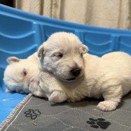 Boy 2 - male West Highland White Terrier puppy in Oregon City, Oregon from Emily's West Highland White Terriers