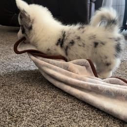 American Corgi, Dachshund, and Pembroke Welsh Corgi Puppies from Seven B Corgis & Doxies