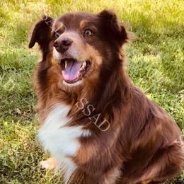 Aussiedoodles, Australian Shepherds, Goldendoodles, and Golden Retrievers from Shannon’s Southern Goldens, Goldendoodles, Aussies & Aussiedoodles