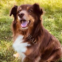 Aussiedoodles, Australian Shepherds, Goldendoodles, and Golden Retrievers from Shannon’s Southern Goldens, Goldendoodles, Aussies & Aussiedoodles