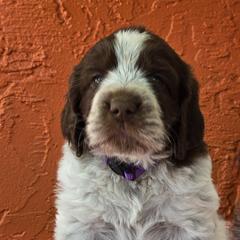 Leonberger and Spinone Italiano Puppies from Starfire Leonbergers and Spinone Italiano