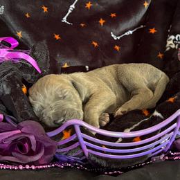 Zelda - Orange Collar (Blue Brindle) - Blue brindle female Great Dane puppy in Morton, Illinois from That Gurl K9s
