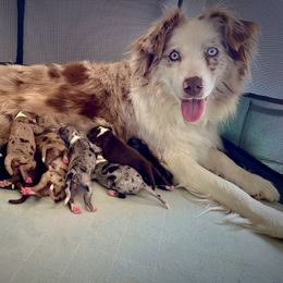 Zena - Miniature Australian Shepherd