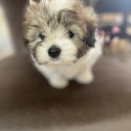 Coton de Tulear Puppies from Cotoncutie