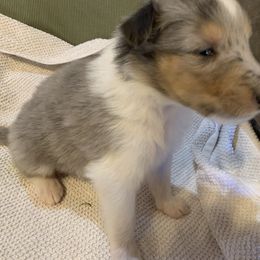 Collie Puppies from ColliesOklahoma
