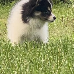 Pomsky Puppies from Rustic Pomskies
