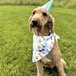 Ember - Poodle