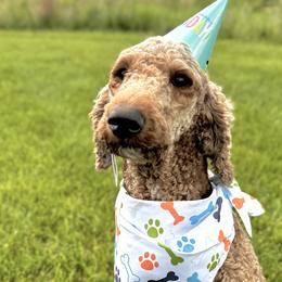 Ember - Poodle