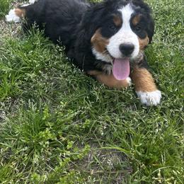 Bernese Mountain Dog Puppies from Willow Springs Doodles