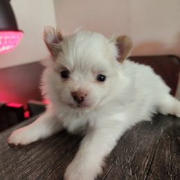 French Bulldog and Pomeranian Puppies from Steel City Exotics
