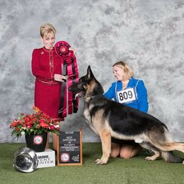German Shepherds from Rosewood Shepherds