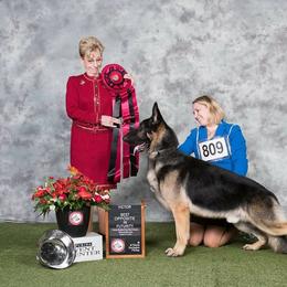 German Shepherds from Rosewood Shepherds