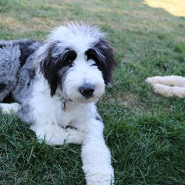 Aussiedoodles from Dairyland Doodle Dogs