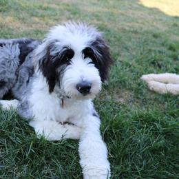 Aussiedoodles from Dairyland Doodle Dogs