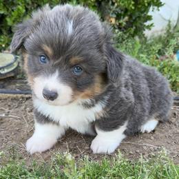 Alvin - Blue male Pembroke Welsh Corgi puppy in Beggs, Oklahoma from Blue Diamond Corgi’s
