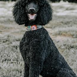 Rizzo - Poodle