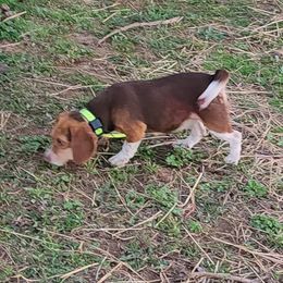 Basset Hounds and Beagles from TwinOaks Beagles and Basset
