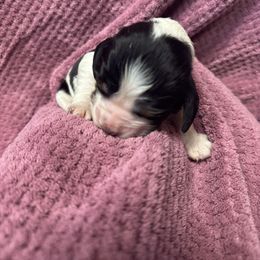 Flash - Black white and tan male English Springer Spaniel puppy in Bessemer, Michigan from Joyspring English Springer Spaniels