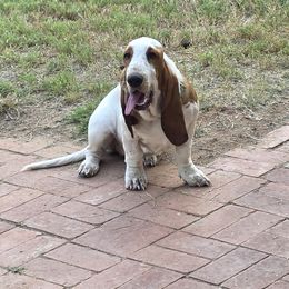 Pearl - Basset Hound