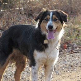 Maggee - English Shepherd