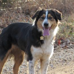 Maggee - English Shepherd