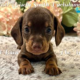 Cosmo - Chocolate and tan male Dachshund puppy in Hensley, Arkansas from The Dachshund Barn