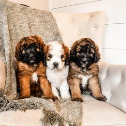 Saint Berdoodle puppies from Rocky Ridge Ranch