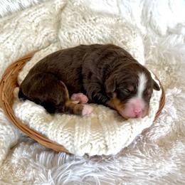 Vivian - Brown and white female Bernedoodle puppy in Bremen, Indiana from Farmland Doodles