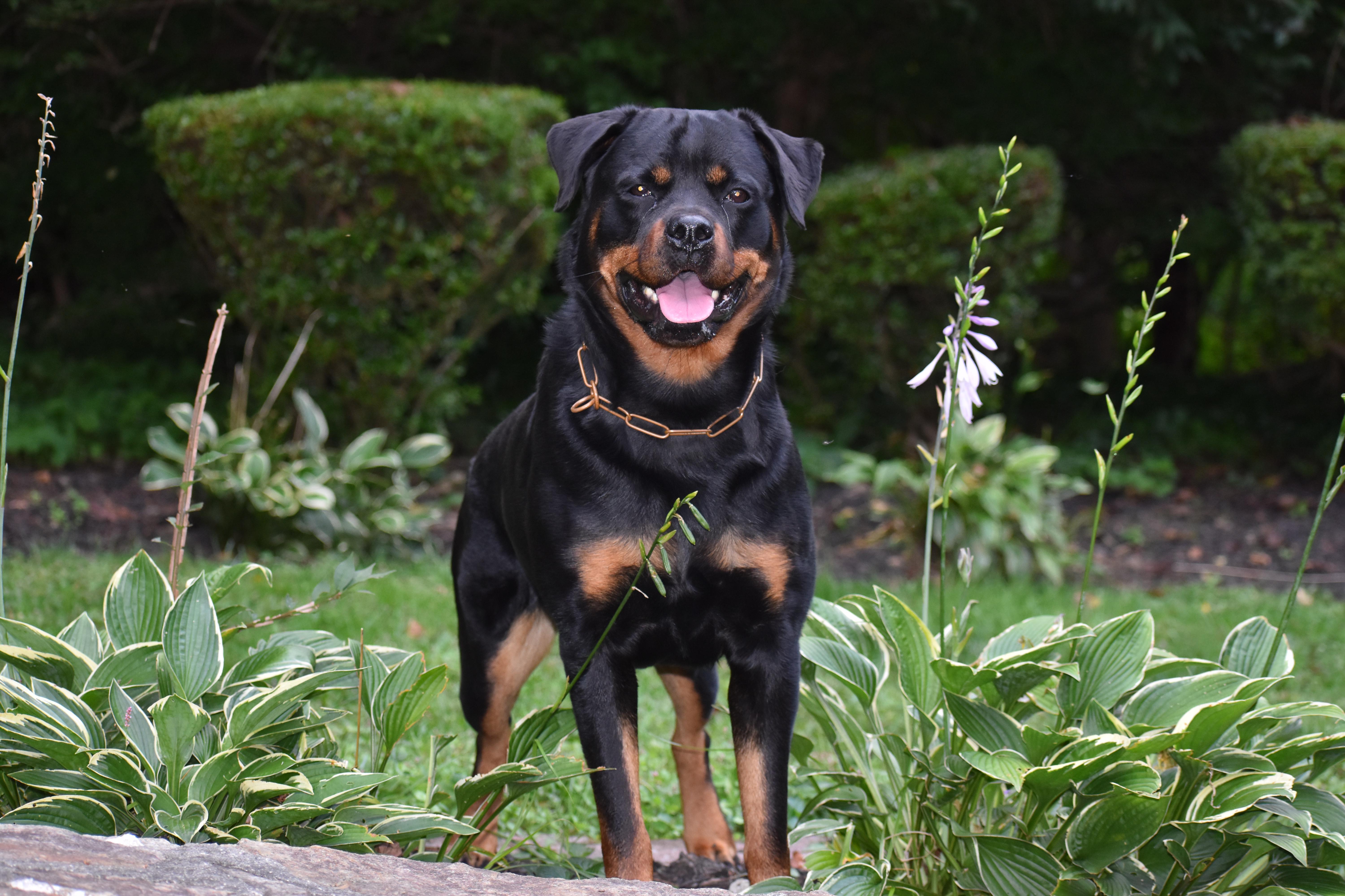 Von Gottlich Rott in Pennsylvania | Rottweiler puppies | Good Dog