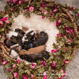 Silken Windhound Puppies from Amethyst Silken Windhounds