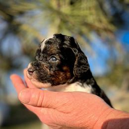 Clover - Parti male Poodle puppy in Peyton, Colorado from Fuzzybottoms Ranch LLC