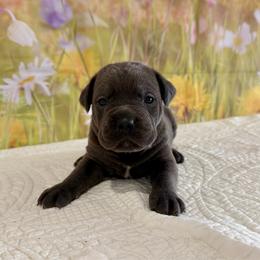 Vivien-Grey(blue) female - Gray female Cane Corso puppy in Loogootee, Indiana from Walnut Creek Cane Corso