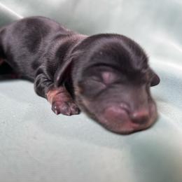 Clove - Black and tan female Dachshund puppy in Spring Creek, Nevada from Hobby Horse Mini Doxies
