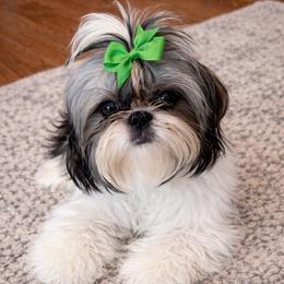 Libby - Shih Tzu