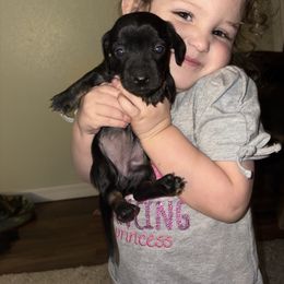 Girl 2 - Black and tan female Dachshund puppy in Beaumont, Mississippi from Riverside Doxies