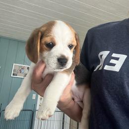 Petite Joe - Black white and tan male Beagle puppy in Harrison, Arkansas from Leslie Beagles of Leslie Farm